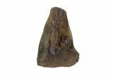 Triceratops Shed Tooth - Montana #93086-1